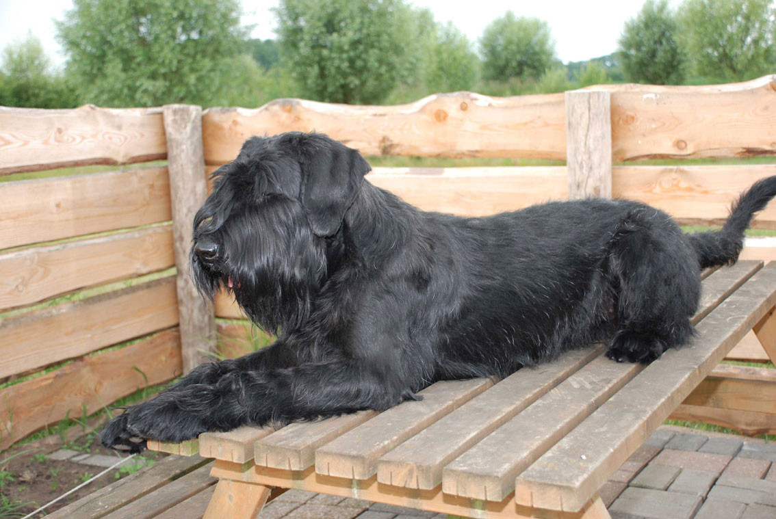 Caylee op tafel