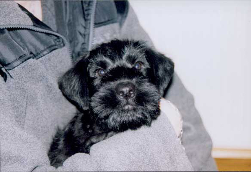 Jin Jin als pup, 7 weken oud
